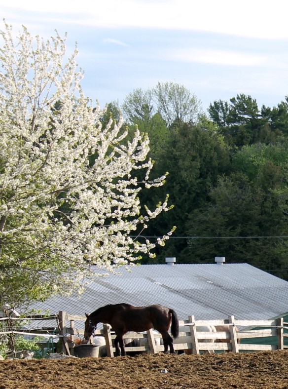 The corral was full of horses, but I liked the way this one looked standing alone under a beautiful white-blooming tree.