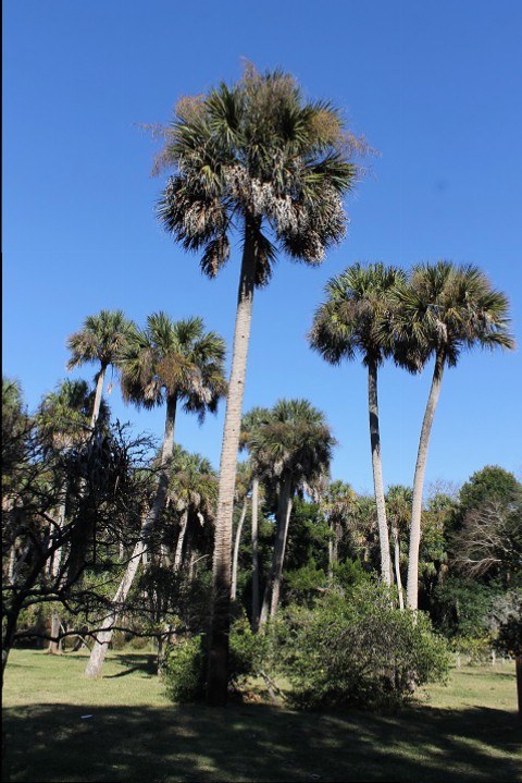 Huge palm trees.
